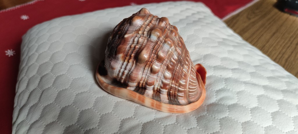 Duża muszla dekoracyjna